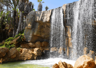 palmeral 1