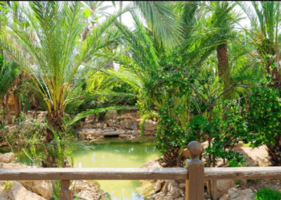palmeral 2